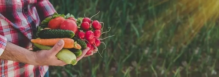 Huiles essentielles contre les nuisibles des récoltes