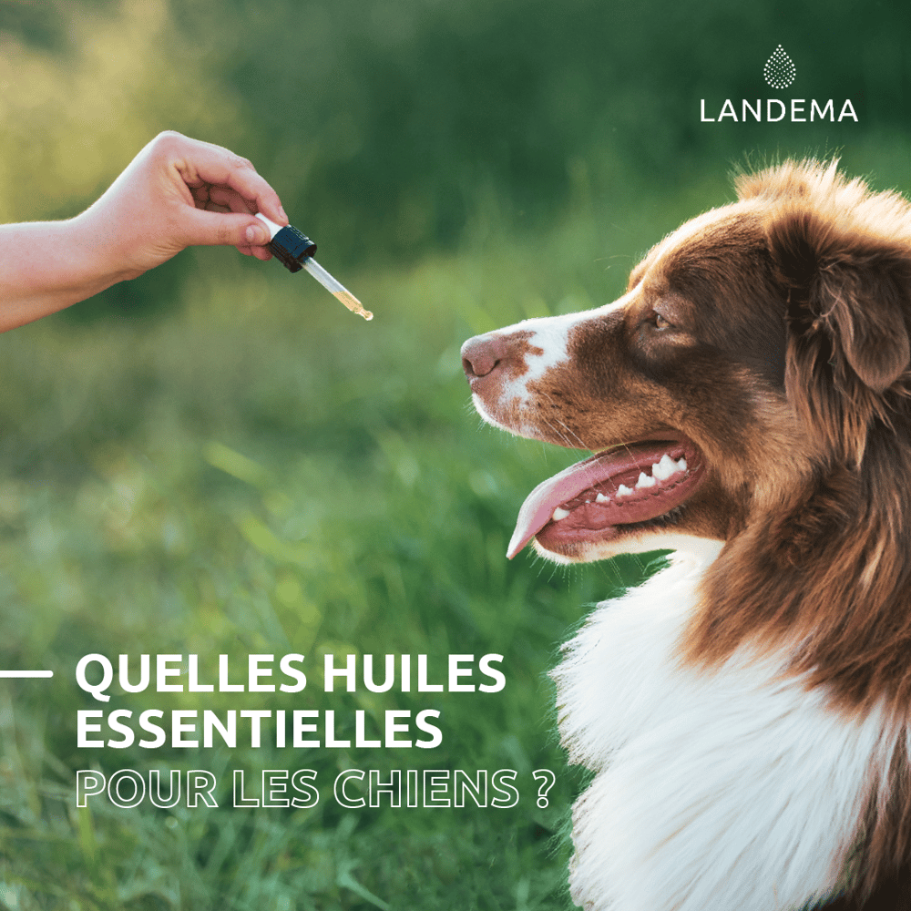 Landema vous accompagne pour savoir quelles huiles essentielles utiliser pour les chiens