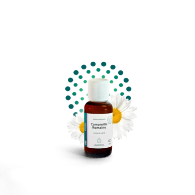 Camomille romaine ou camomille noble