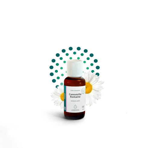 Camomille romaine ou camomille noble
