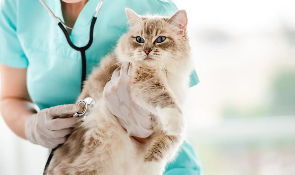 Chat en sécurité avec alternatives naturelles vétérinaires