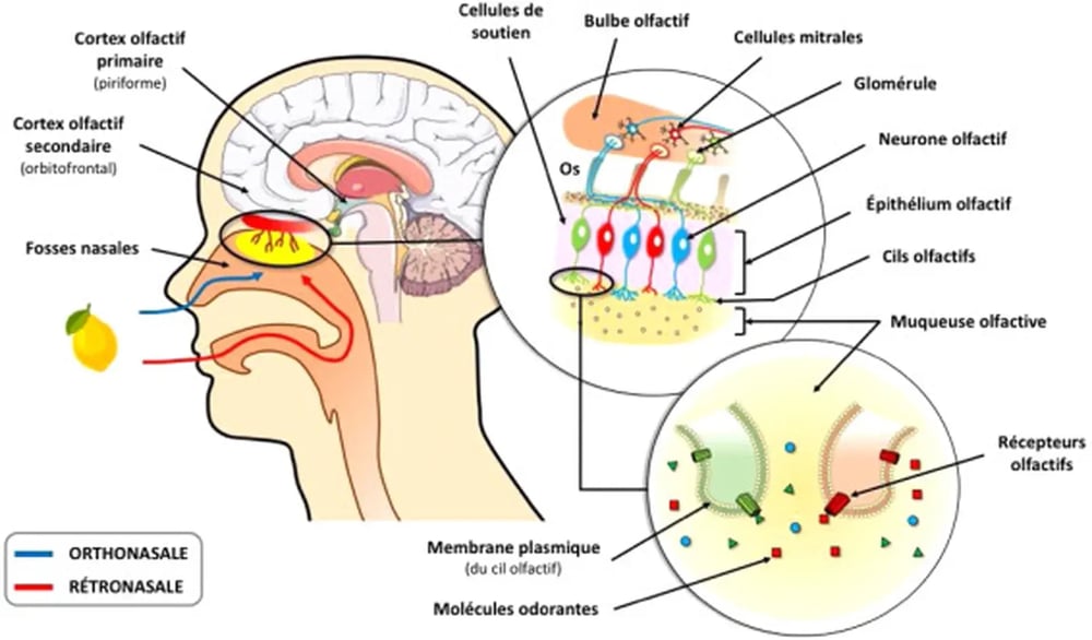 Schéma système olfactif et mécanismes d'action aromathérapie