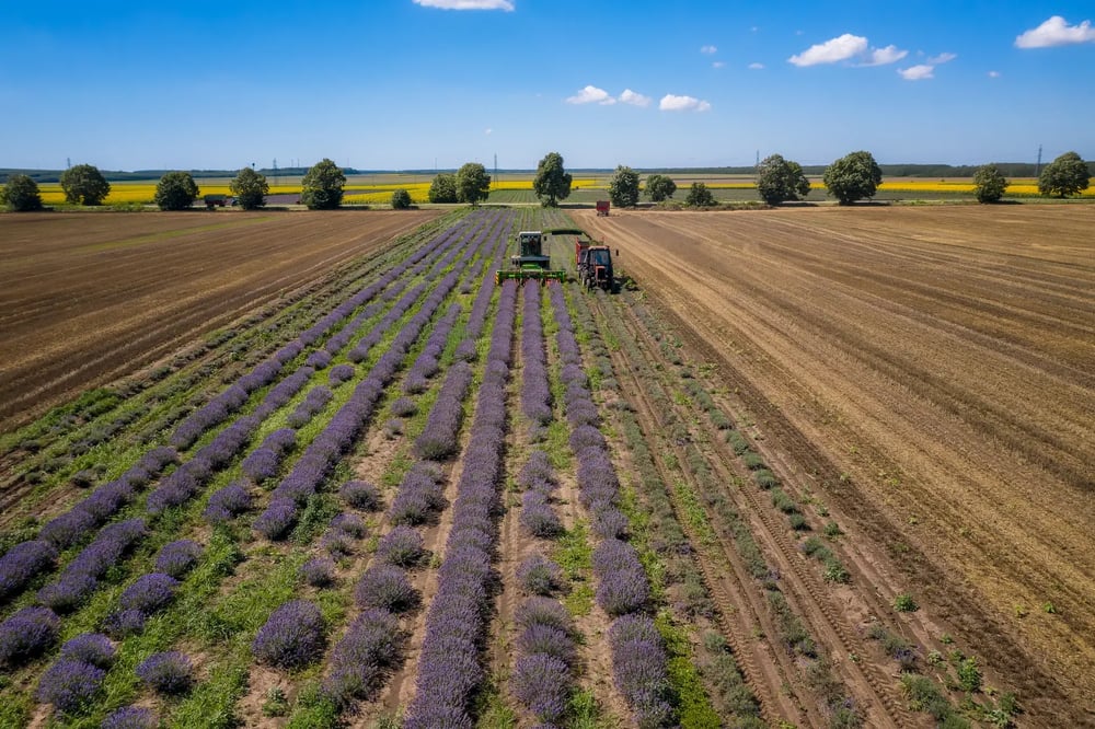 Culture lavande France agriculture biologique filière équitable Landema