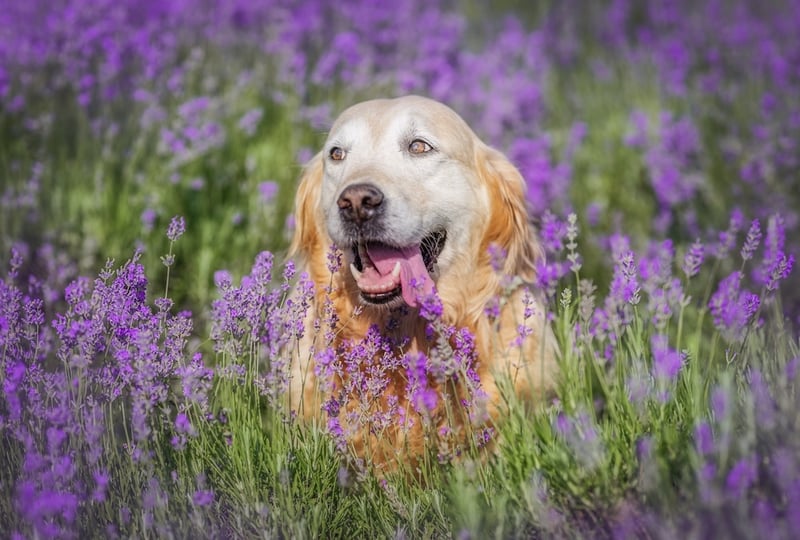 golden-retriever-sitting-in-a-blooming-lavender-fi-2026-01-09-00-01-03-utc