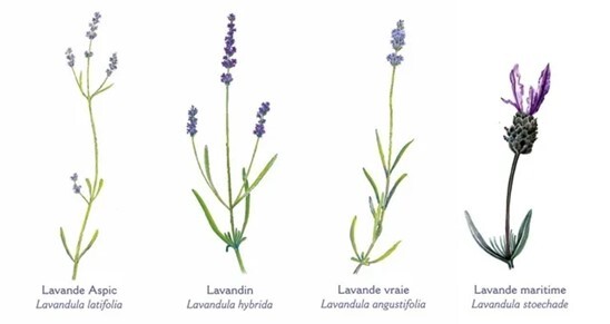 lavande