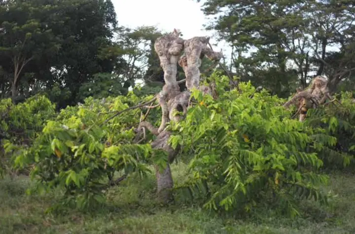 Ylang-Ylang bio