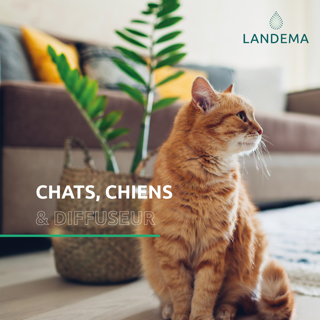 Landema vous conseille sur l'utilisation d'un diffuseur en présence de chiens et chats