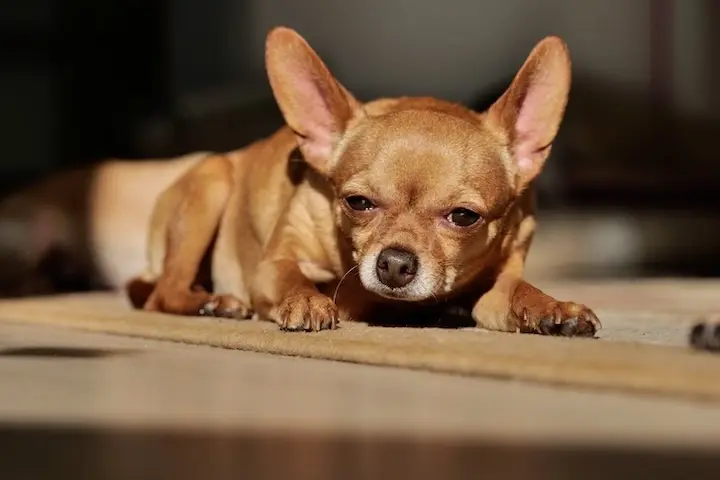 Huiles essentielles chiens et chats
