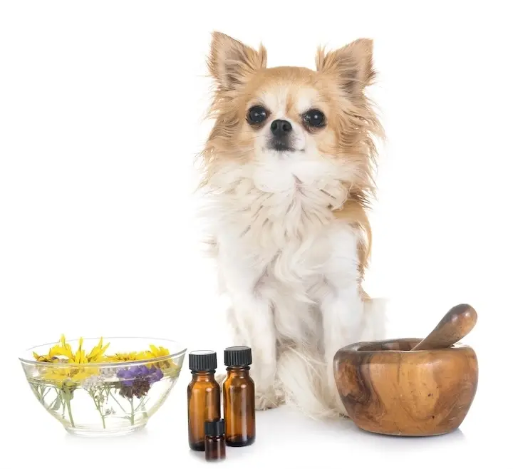 Essential oils for dogs and cats
