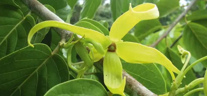 Ylang-Ylang bio