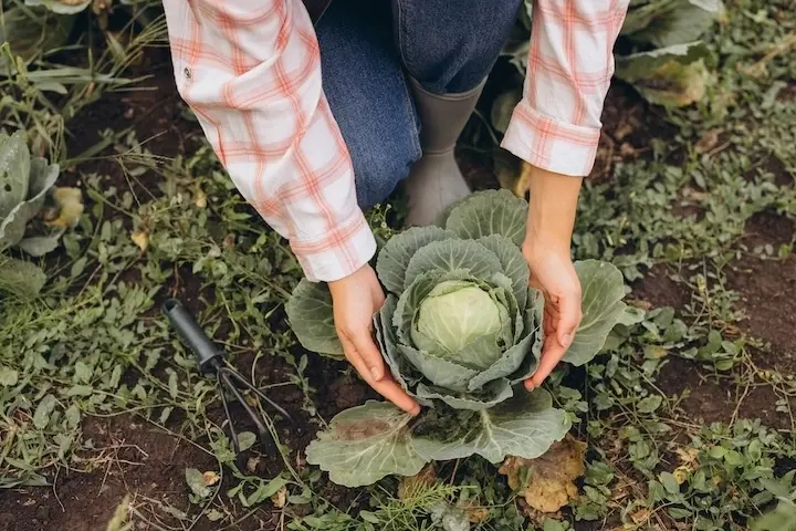 Extraits vegetaux en agriculture bio