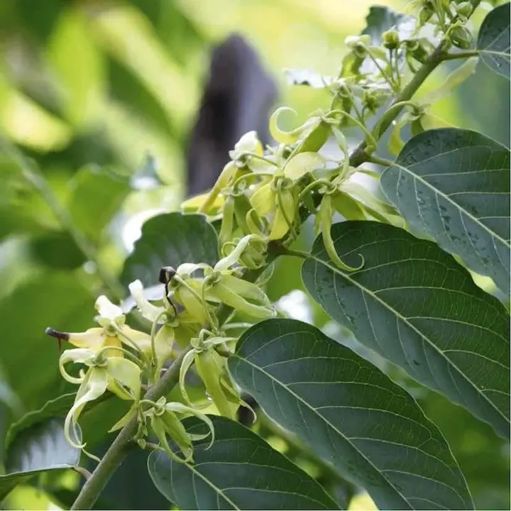 Ylang-Ylang bio