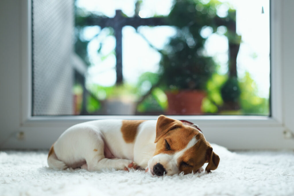 huile essentielle chien
