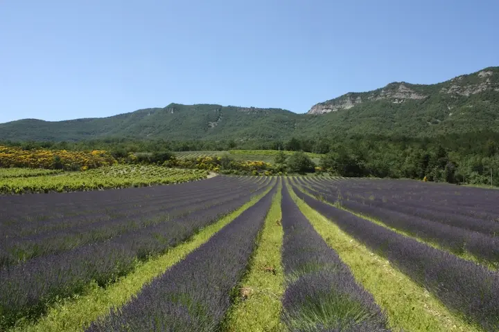 Huiles essentielles et bien-être mental
