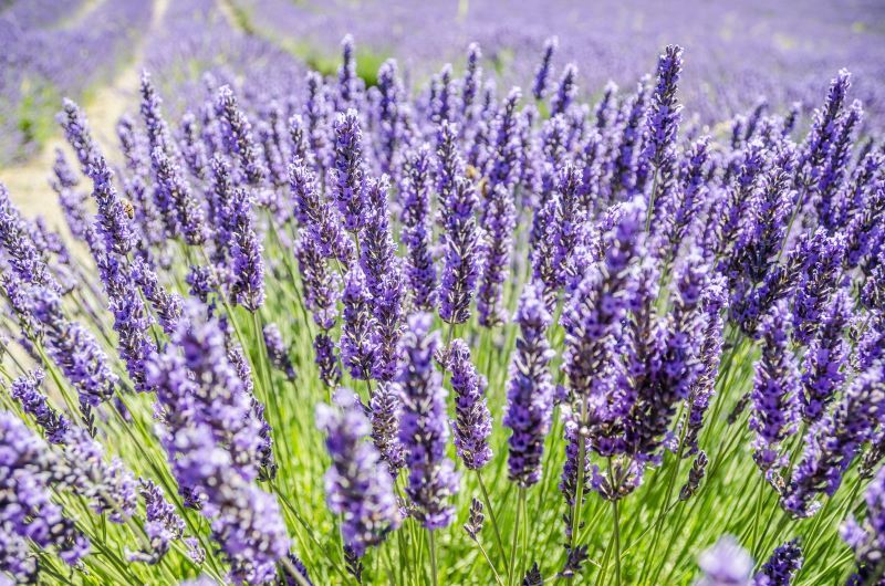 Lavande officinale (Lavandula angustifolia)