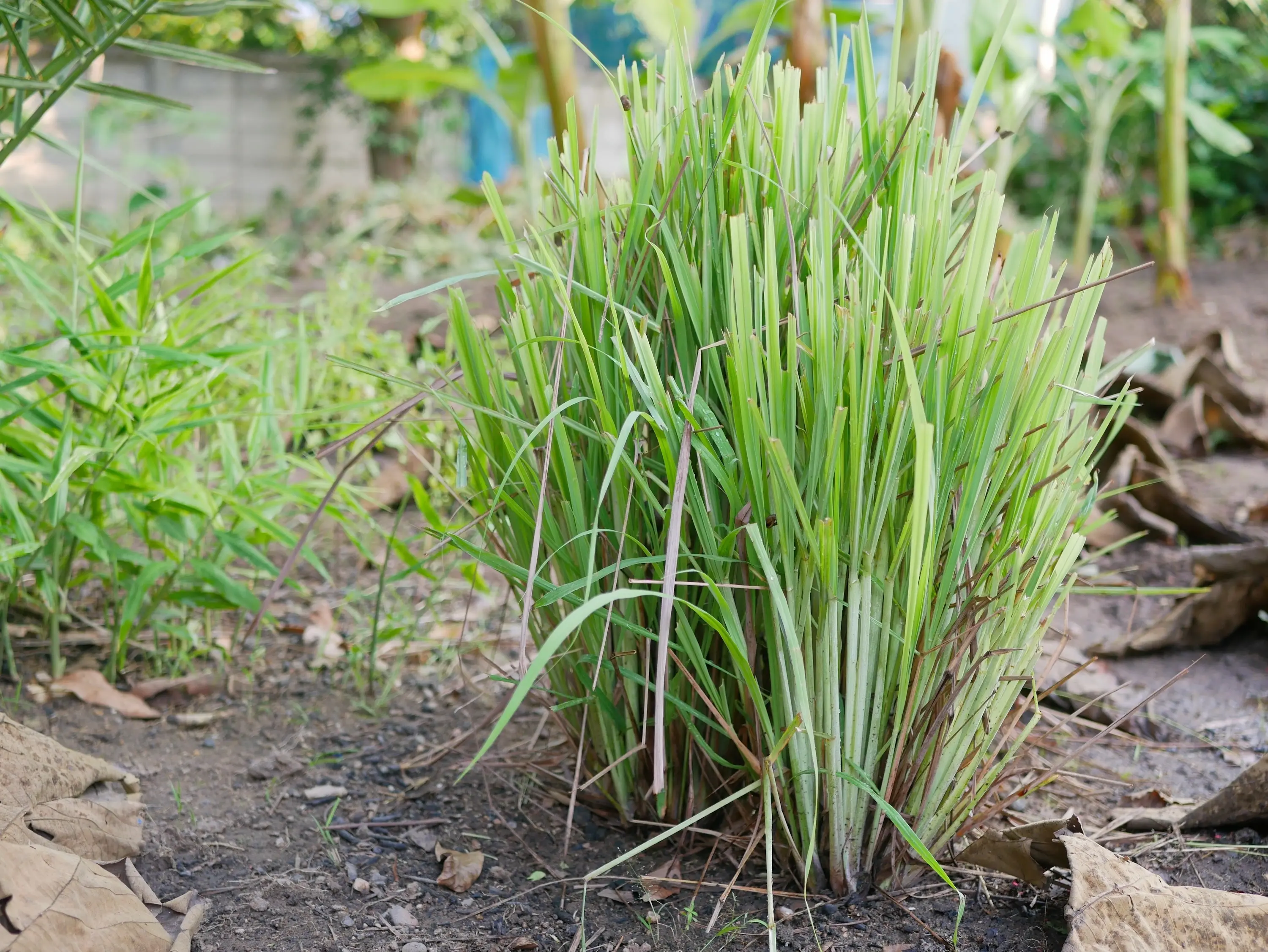 Huiles essentielles de cymbopogon