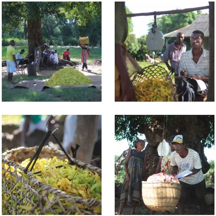 Ylang-Ylang bio